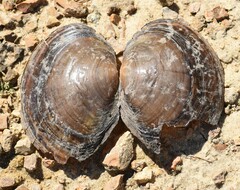 Unionidae
