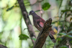 Nesoenas picturatus