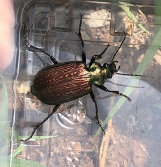 Calosoma alternans