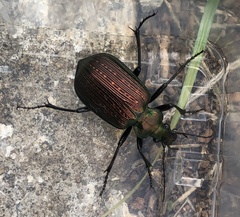 Calosoma alternans