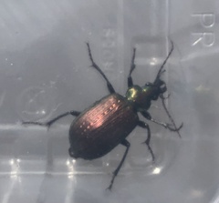 Calosoma alternans