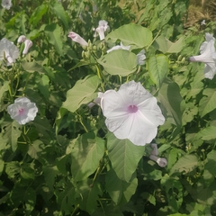 Convolvulaceae