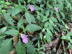 Impatiens uniflora