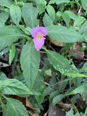 Impatiens uniflora