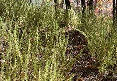 Solidago radula