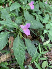Impatiens uniflora