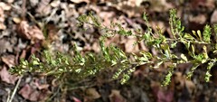 Solidago radula