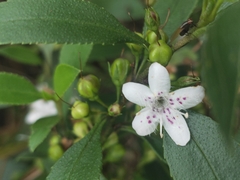 Myoporum petiolatum