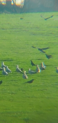Larus argentatus