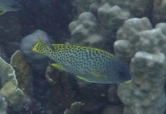 Plectorhinchus gaterinus