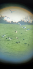 Larus argentatus