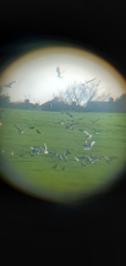 Larus argentatus