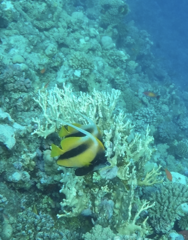 Heniochus intermedius