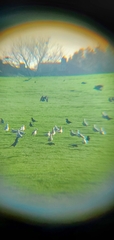 Corvus corone