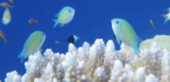 Chromis viridis
