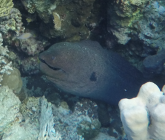 Gymnothorax javanicus