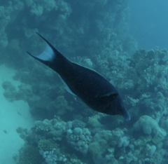 Gomphosus klunzingeri