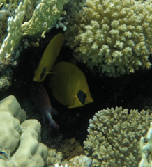 Chaetodon semilarvatus