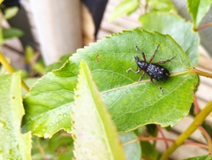 Megalometides cacicus