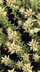 Helichrysum niveum