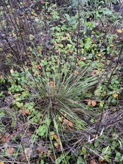Stipa pennata
