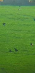 Corvus corone