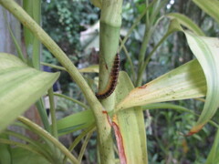 Helicorthomorpha holstii