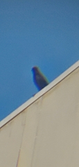 Corvus corone