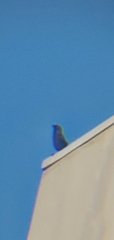 Corvus corone