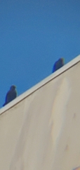 Corvus corone