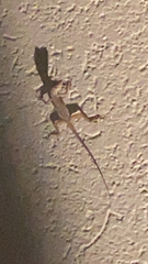 Anolis scriptus