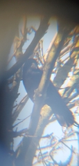 Corvus corone