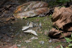 Uranothauma falkensteinii