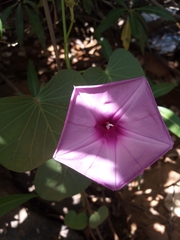 Ipomoea asarifolia