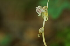 Epipogium aphyllum