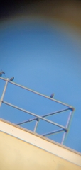 Sturnus vulgaris