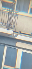 Columba livia