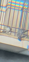 Columba livia