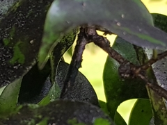 Paratachardina pseudolobata