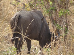 Syncerus caffer brachyceros