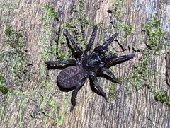 Seqocrypta