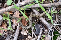 Natrix astreptophora