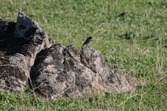 Phoenicurus ochruros