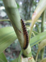 Helicorthomorpha holstii