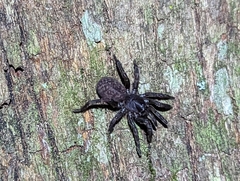 Seqocrypta