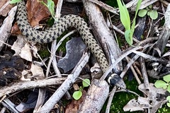 Natrix astreptophora