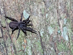 Seqocrypta