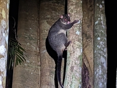 Trichosurus caninus