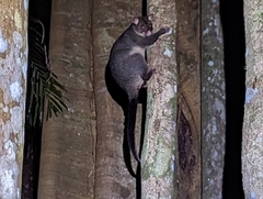 Trichosurus caninus