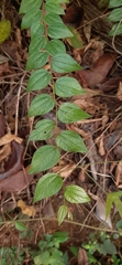 Ziziphus oenopolia